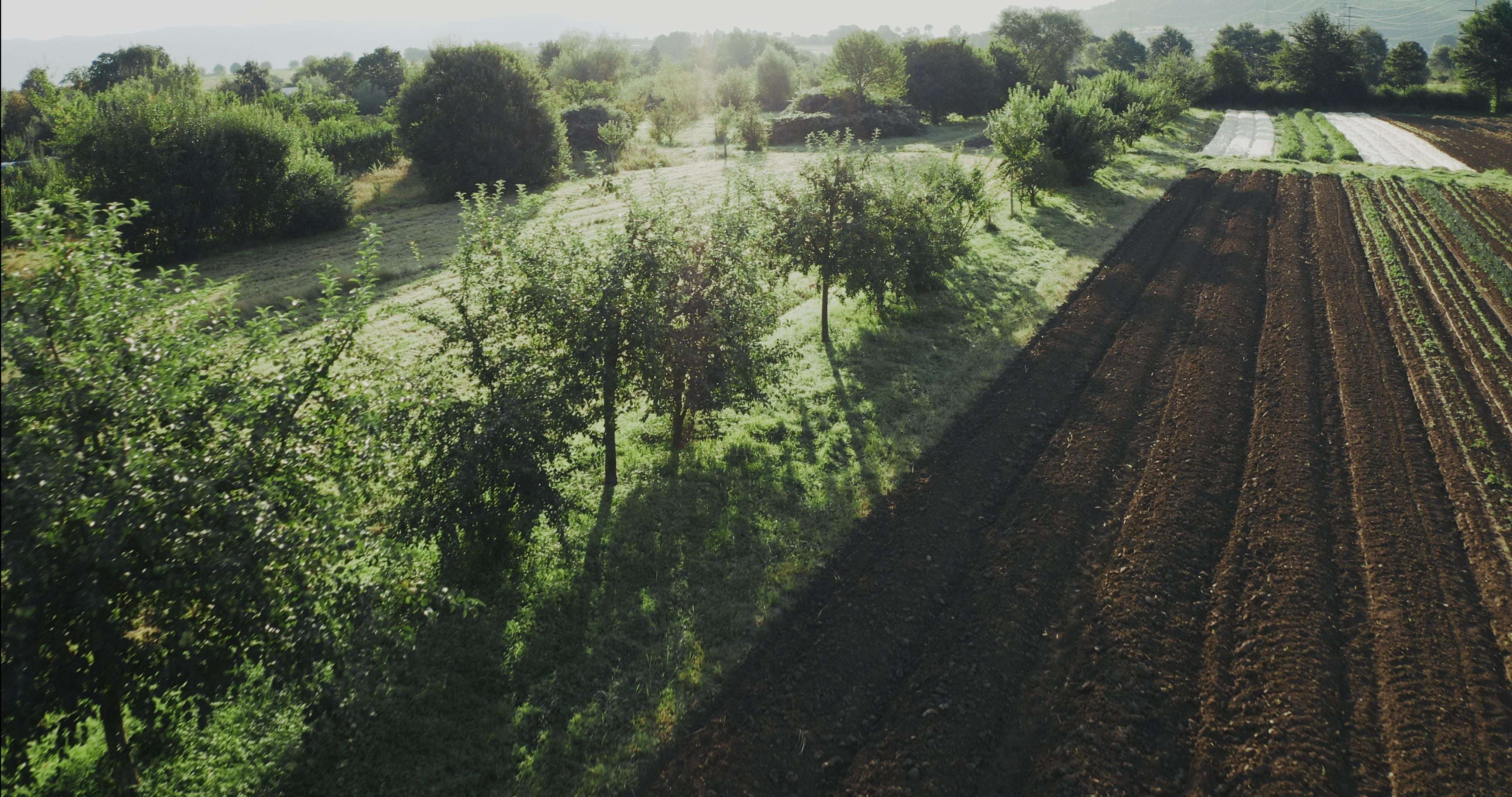 Harnessing Agroforestry: Boosting Climate Resilience and Profitability for Farmers
