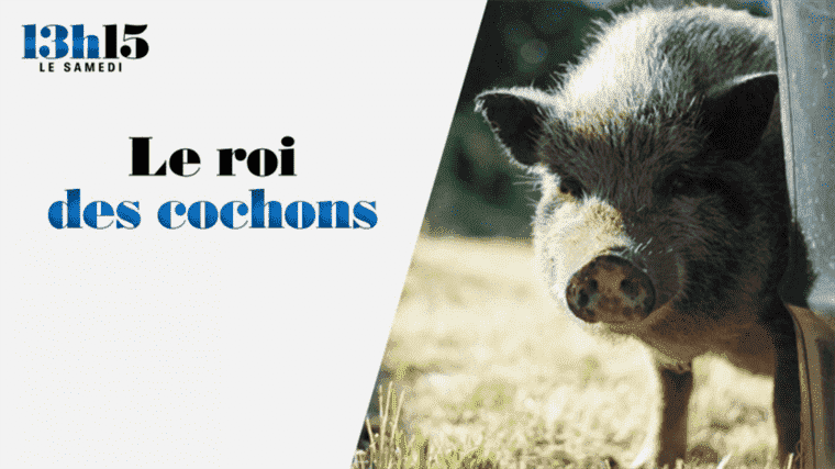 “1:15 p.m. on Saturday”.  The King of Pigs – France 2 – October 23, 2021