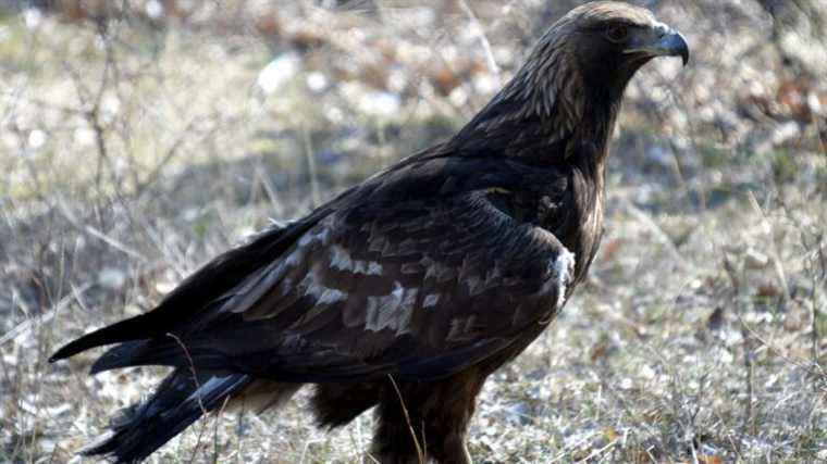 A golden eagle shot down in Ardèche, the Bird Protection League will file a complaint