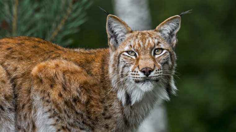 A public consultation on the protection of the lynx, in danger of extinction in France