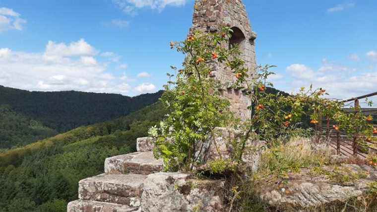 About twenty châteaux in the Vosges under a magnifying glass by the architects of the Historic Monuments