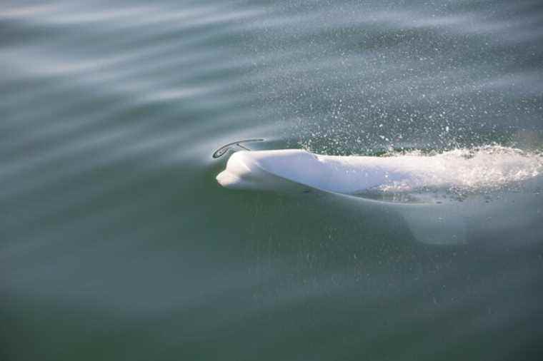 Arctic |  Belugas victims of microplastic pollutants