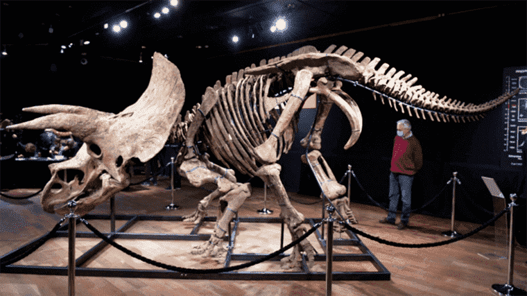 Big John’s fossil, largest triceratops discovered to date, is auctioned in Paris