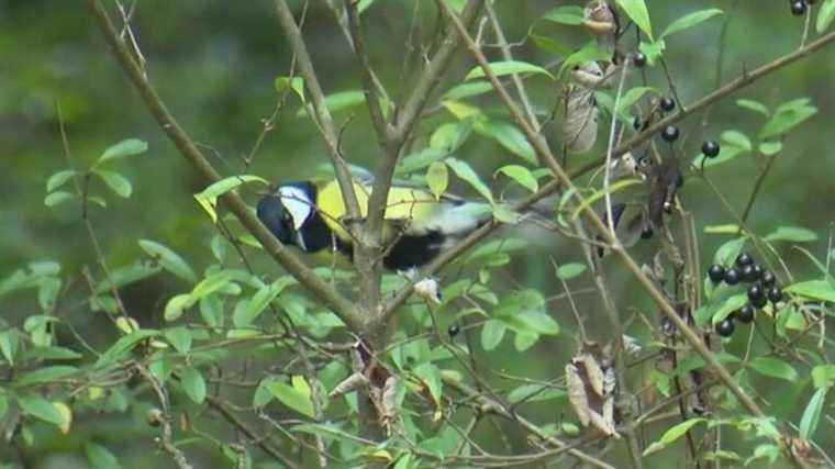 Biodiversity: in Haute-Savoie, an entire village has become a refuge for birds