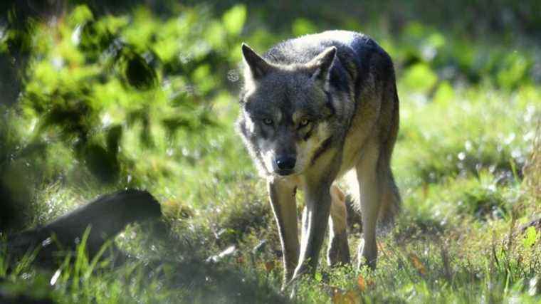 “Breeding packs can emit young throughout France”, explains a researcher