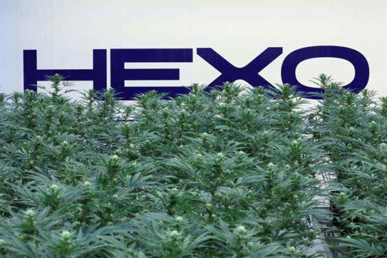 Cannabis |  Hexo’s future questioned by its listener