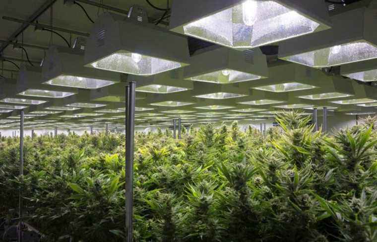 Cannabis: the big boss of Hexo leaves the company