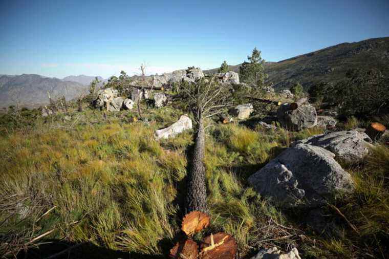 Climate in Africa |  Threat to the survival of millions of people, according to the UN