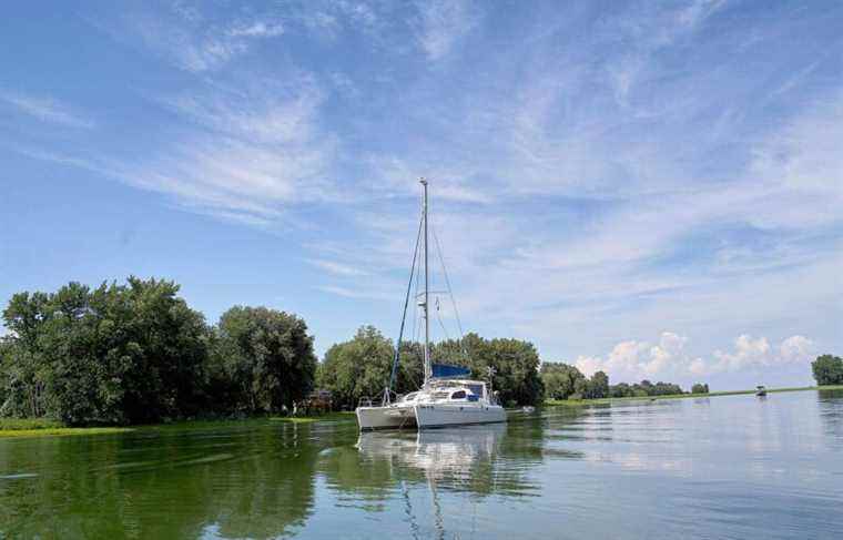 Environment: more than a million endangered fish in Lake Saint-Pierre