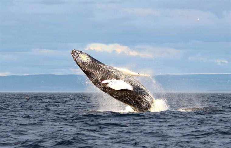 Environment: record number of whales in marine park this year intrigues researchers