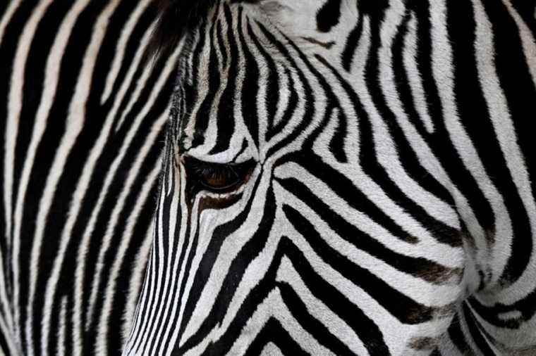 Two months after their escape, two zebras captured in the United States