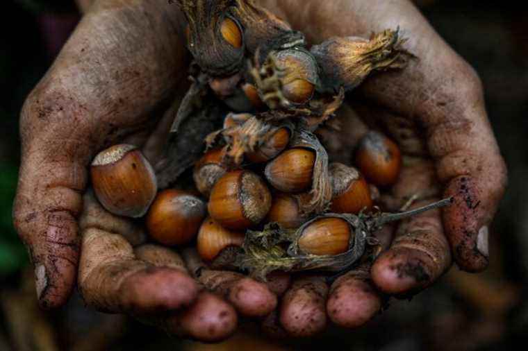 Farmers vs. Ferrero |  The nut of discord