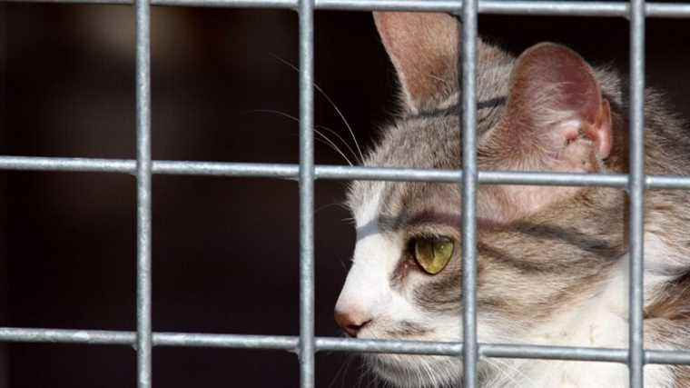 Fighting animal abuse becomes a priority in France