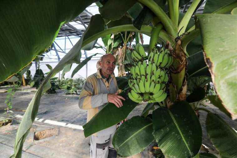 France |  New farmers are experimenting with the exotic in a “short circuit”