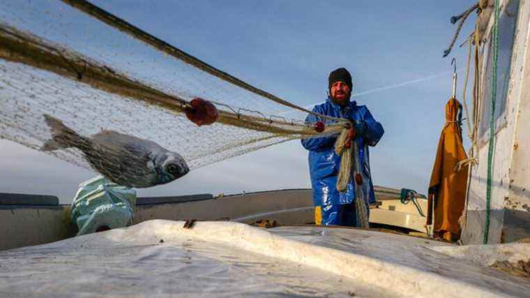 “French retaliation” against British fishermen “is limited” according to former Minister of Fisheries Frédéric Cuvillier