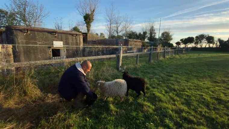 In La Manche, an engineer changes his life to create a second chance farm