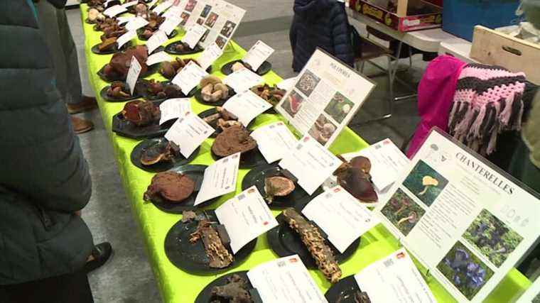 In Lorraine, workshops to help pick mushrooms