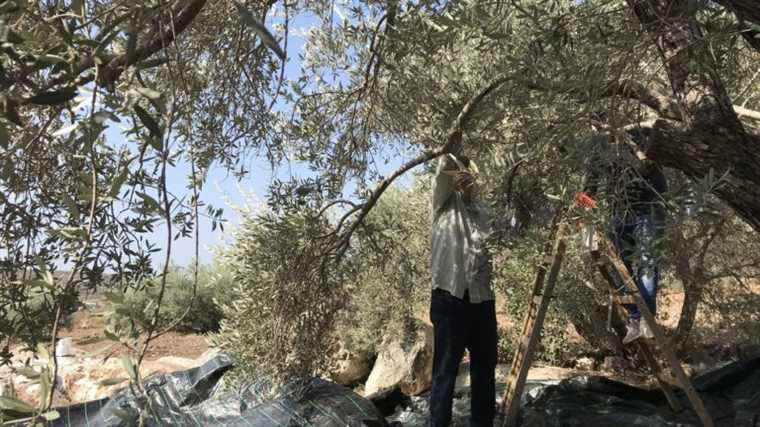 In Palestine, the olive harvest turns into a nightmare