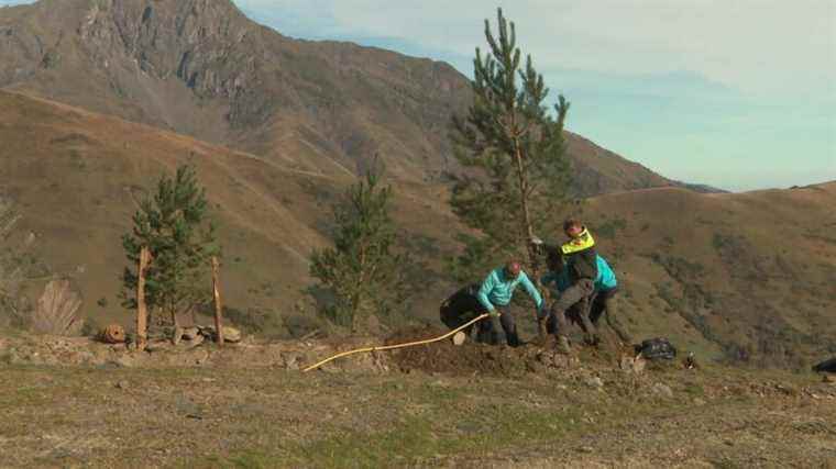 In the Pyrenees, the resort of Saint-Lary is launching a reforestation campaign in its ski area