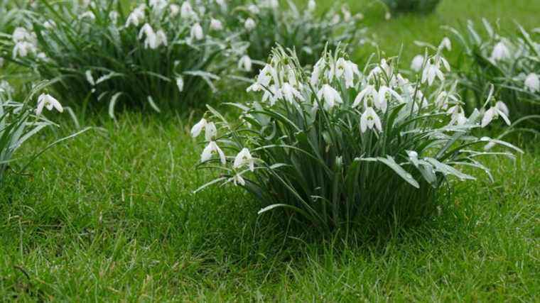 It’s time to plant snowdrops!