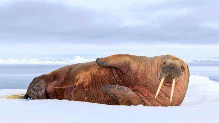 NGO is looking for teleworking volunteers to count walruses in the Arctic Ocean