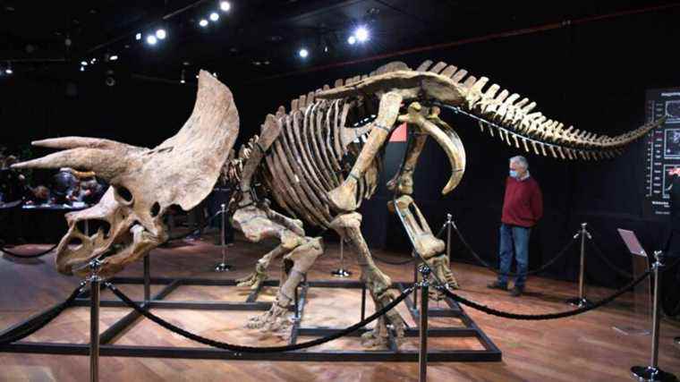 Paleontologists deplore private sales of dinosaurs eluding science and the public