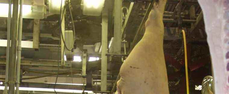 Pork sector: Quebec pig breeders angry with Olymel