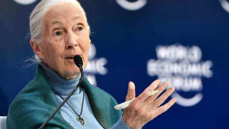 Primatologist Jane Goodall publishes “The Book of Hope” and calls for an alliance between humans and the rest of the living