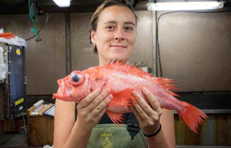 Redfish, the fish that loved northern shrimp too much