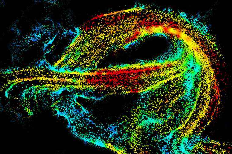 Science |  The brain like you’ve never seen it before