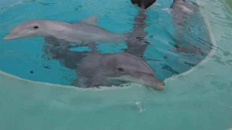 TRUE or FAKE.  Are captive dolphins unhappy?