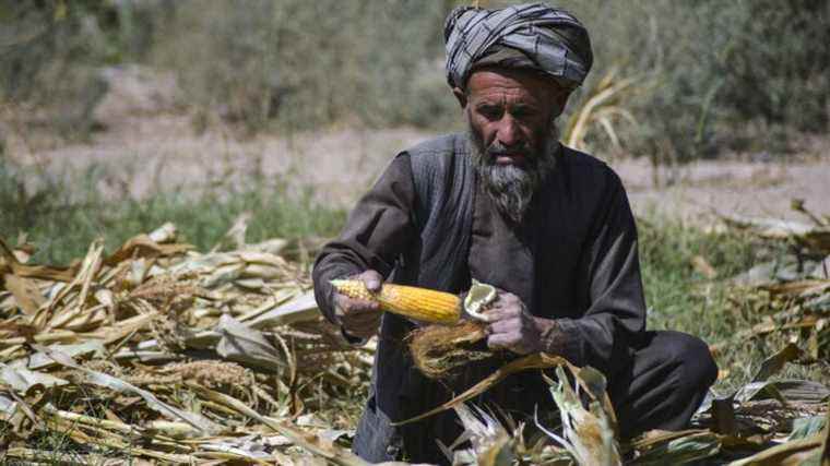 Taliban launch program against unemployment and hunger