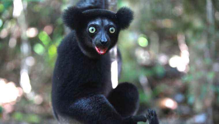 The babakoto is the largest of the lemurs and the only one to sing out of tune