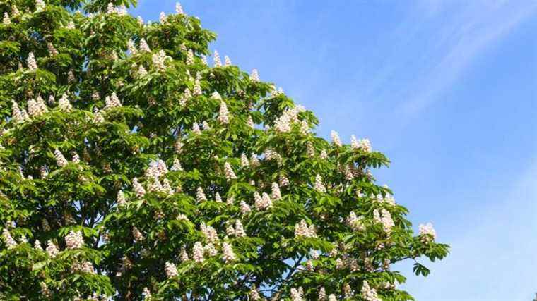 The town hall of Quimper will cut down 21 sick chestnut trees next week