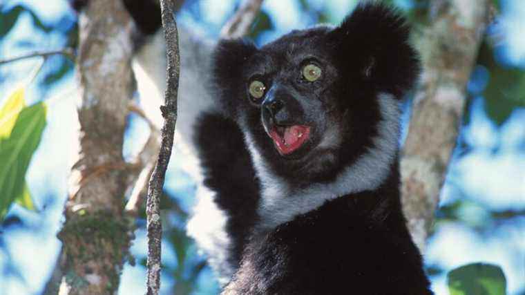 There is not only the human being able to sing in chorus, there are also lemurs of Madagascar