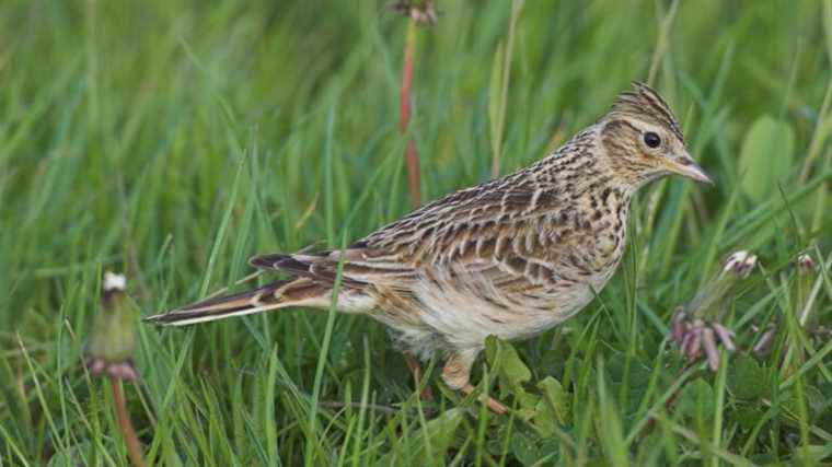 Traditional bird hunts again authorized in several departments, associations seize the Council of State