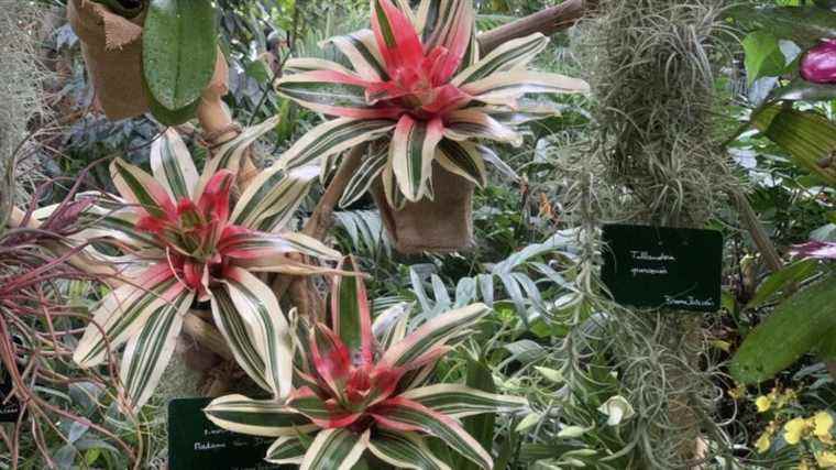 “Tropical Autumn”, an immersion in tropical forests at the Jardin des Plantes, in Paris