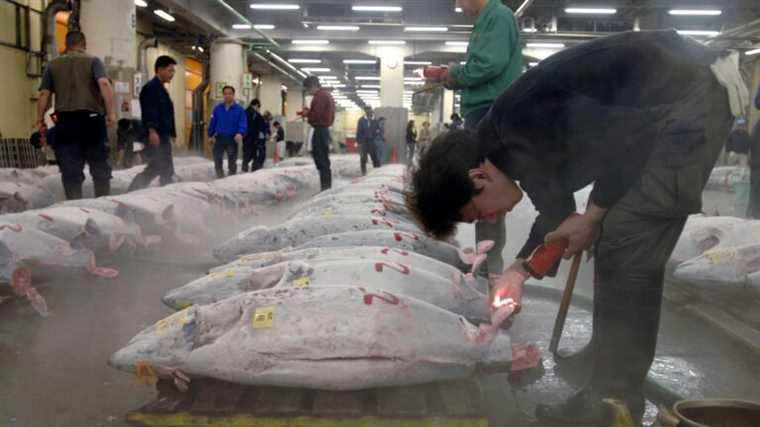 Tsukiji fish market is moving