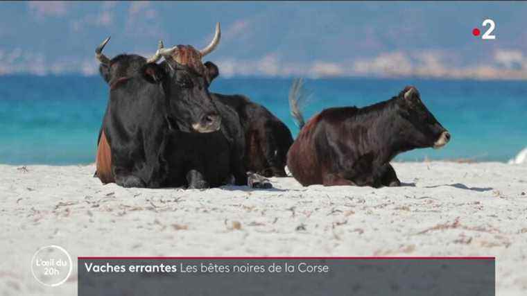 VIDEO.  Cow premiums in Corsica, a scandal according to many elected officials