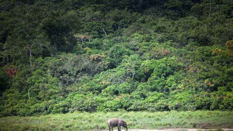 We must preserve the forests of the Congo Basin, the second lung of the planet after the Amazon!  The cry of alarm from the experts gathered in Paris