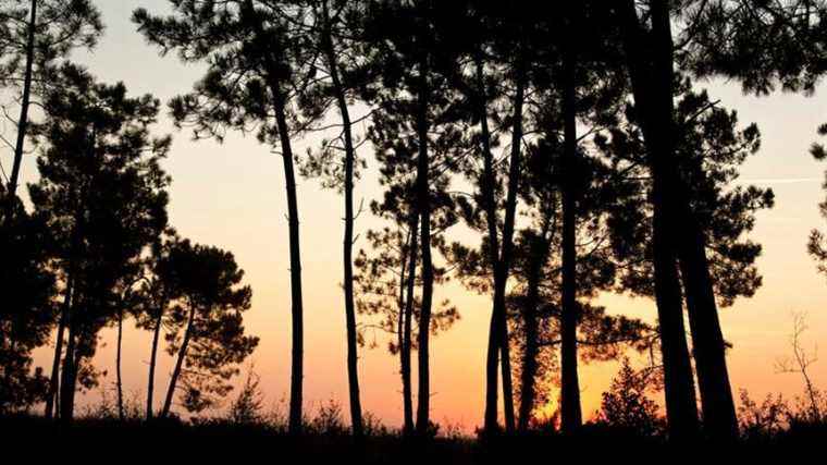 Why do the Médoc foresters not want their water to be redirected to Bordeaux Métropole?