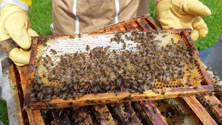 “You only see it once in a career”, laments a beekeeper