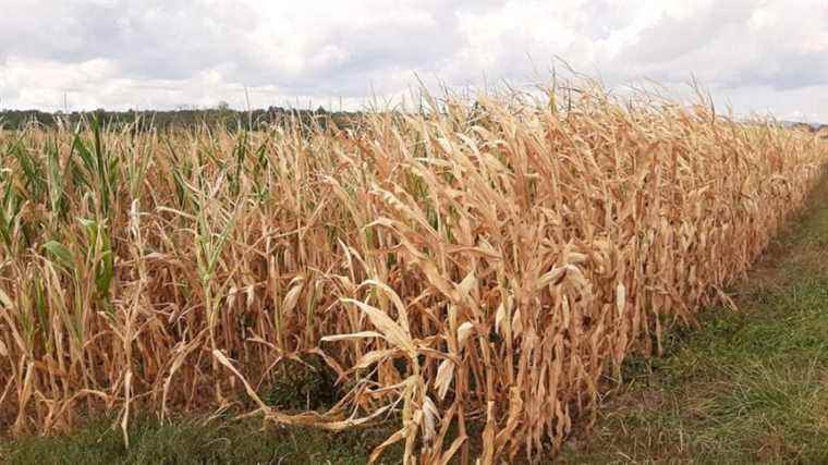 at two and a half, he disappears in a cornfield for three hours