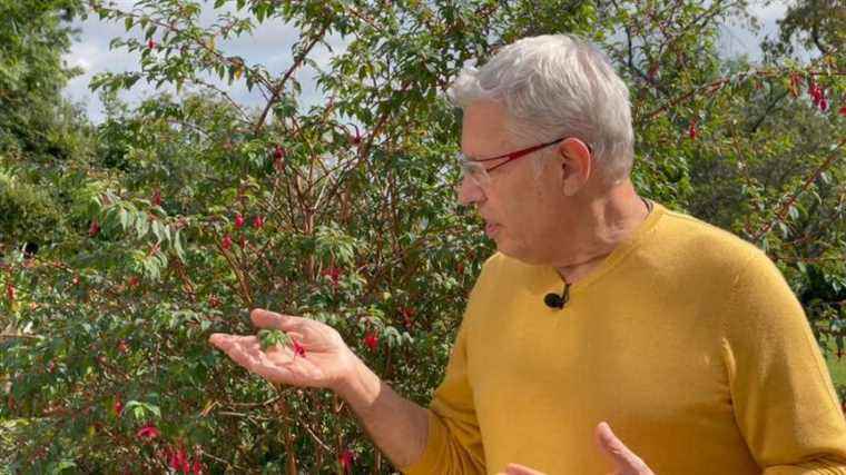 discover the Fuchsia Magellanica Riccartonii