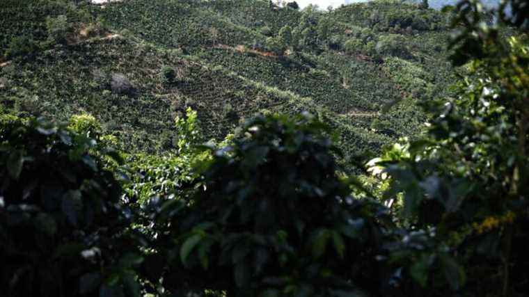 in Costa Rica, forests threatened by coffee plantations