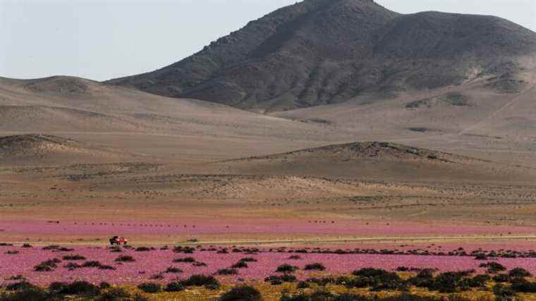 local authorities want to water the Atacama Desert so that it blooms every year