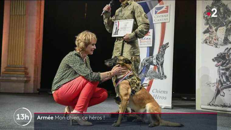 soldier dogs, real heroes