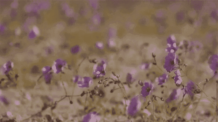 the Atacama desert, host of rare flowers