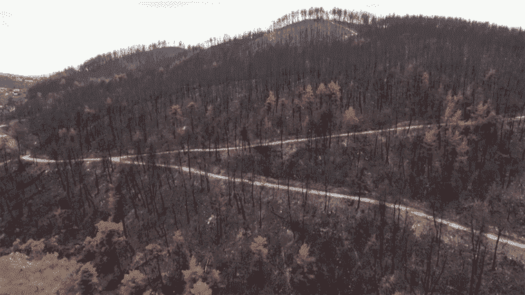 the beehives of the island of Evia destroyed by fires