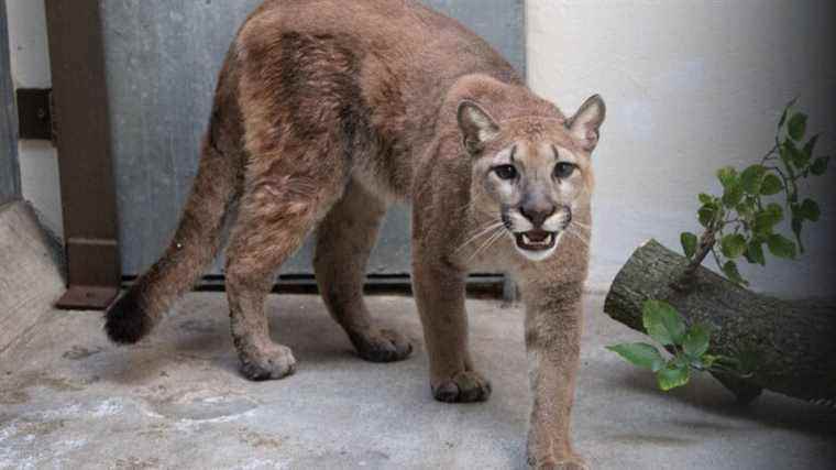 the “big feline” sought for six days is a young puma, it remains untraceable